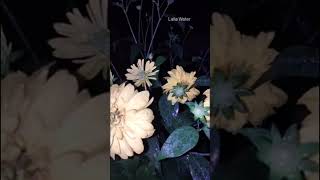 Peaceful rain sound with beautiful flower #villagerain #rainfall #rainyday #nature #rain Peaceful rain sound with beautiful flower #villagerain #rainfall #rainyday #nature #rain