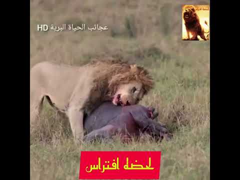 أسد يفترس فرس النهر مشهد قوي