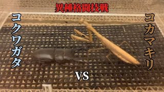 【異種格闘技戦】コクワガタVSコカマキリ