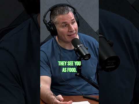 Alligator Snack - Mike Vecchione Investigates
