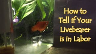 How To Tell If Your Fish Will Give Birth Soon 