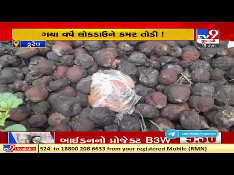 Navsari: Pear farmers suffer severe loss due to cyclone Tauktae | TV9News