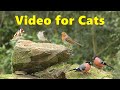 Birds for Cats to Watch on TV ~ For People Too ⭐ 8 HOURS ⭐