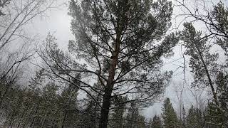 Соболь И Лайка Охота В Эвенкии