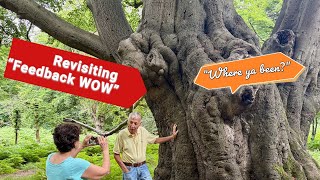 Do you love OLD trees? This Ancient Beech Tree lives north of London