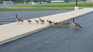 Canada Goose Family