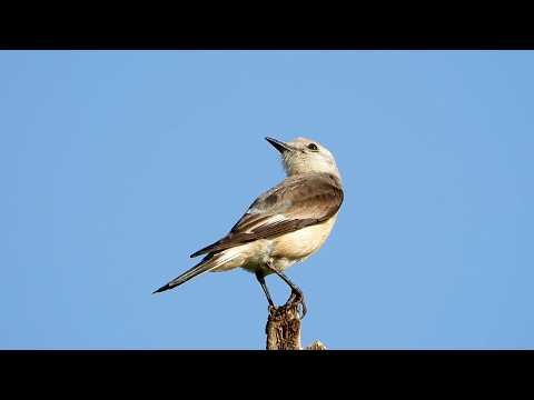 Noivinha-branca: Canto! (Xolmis velatus) White-rumped Monjita, Lavadeira-grande, Pombinha-das-almas.
