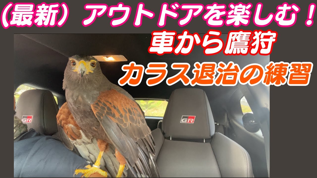 最新 ペットとアウトドアを楽しむ 車から鷹狩 カラス狩りの訓練 Harrishawk ハリスホーク 鷹匠 Youtube
