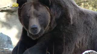 Video: Deputy Frees Large Bear That Got Stuck Inside Car