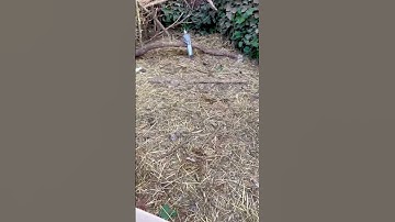Release of my new Aviary Birds… but….