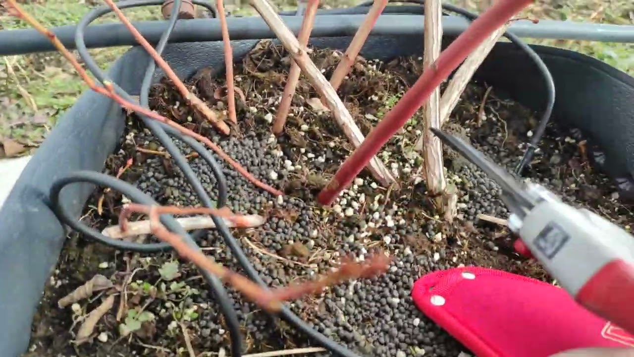 Borovnica - rezanje trogodišnje biljke