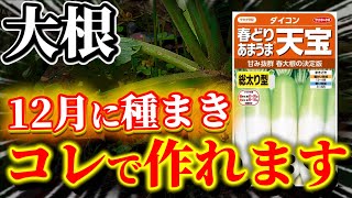だいこん R N mqdefault.jpg