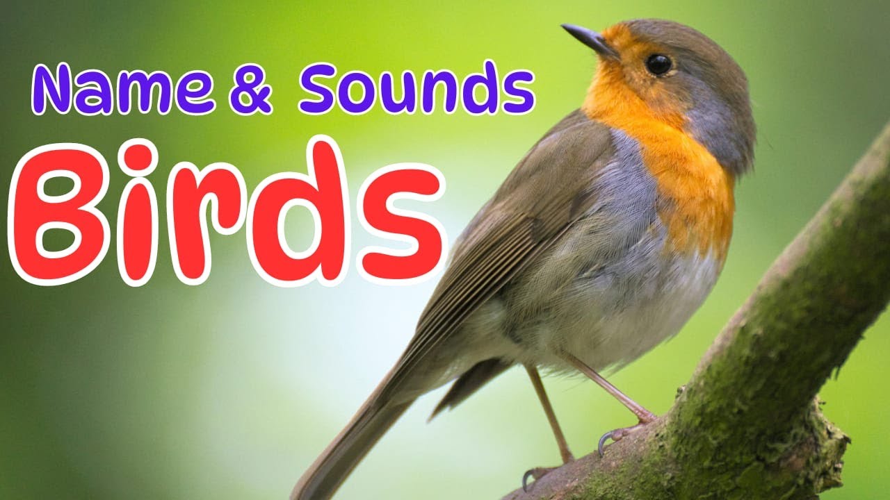 Birds Names And Sounds Learn Bird Name In English YouTube birds-names-and-sounds-learn-bird-name-in-english-youtube