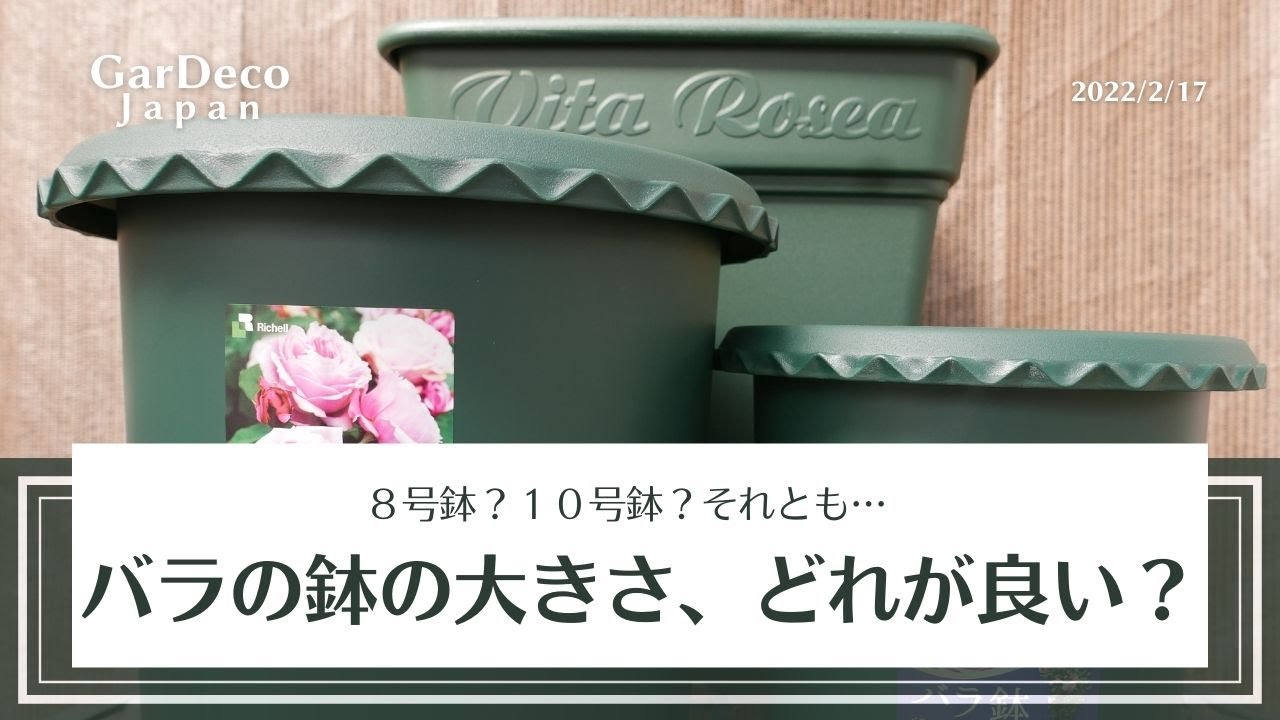 バラの鉢の大きさ どれが良い Youtube