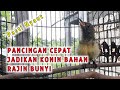 KONIN IJOAN ANDA PASTI IKUTAN BUNYI, PANCINGAN TERCEPAT JADIKAN KONIN BAHAN RAJIN BUNYI