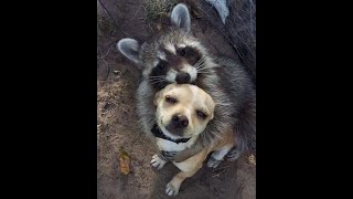 🐕 Смешное видео с животными! 😺 Вы будете смеяться! 🐱