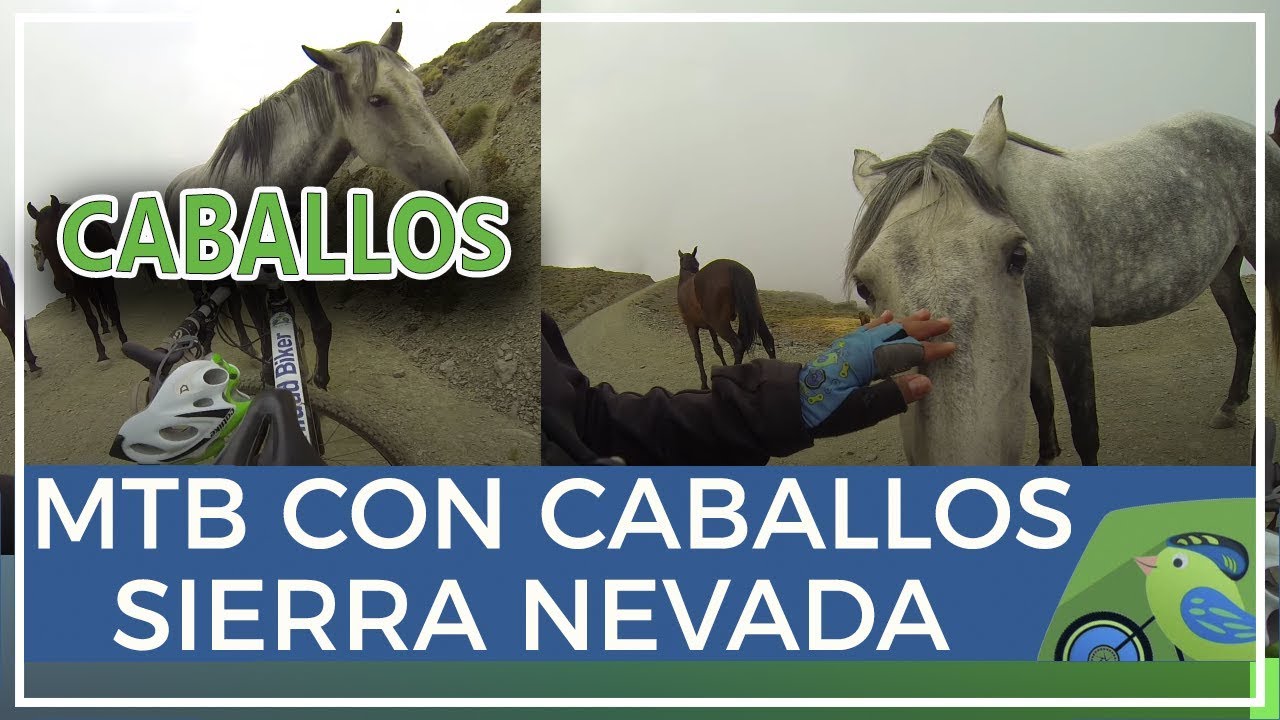 Caballos salvajes en Capileira Sierra Nevada en sendero Mulhacén