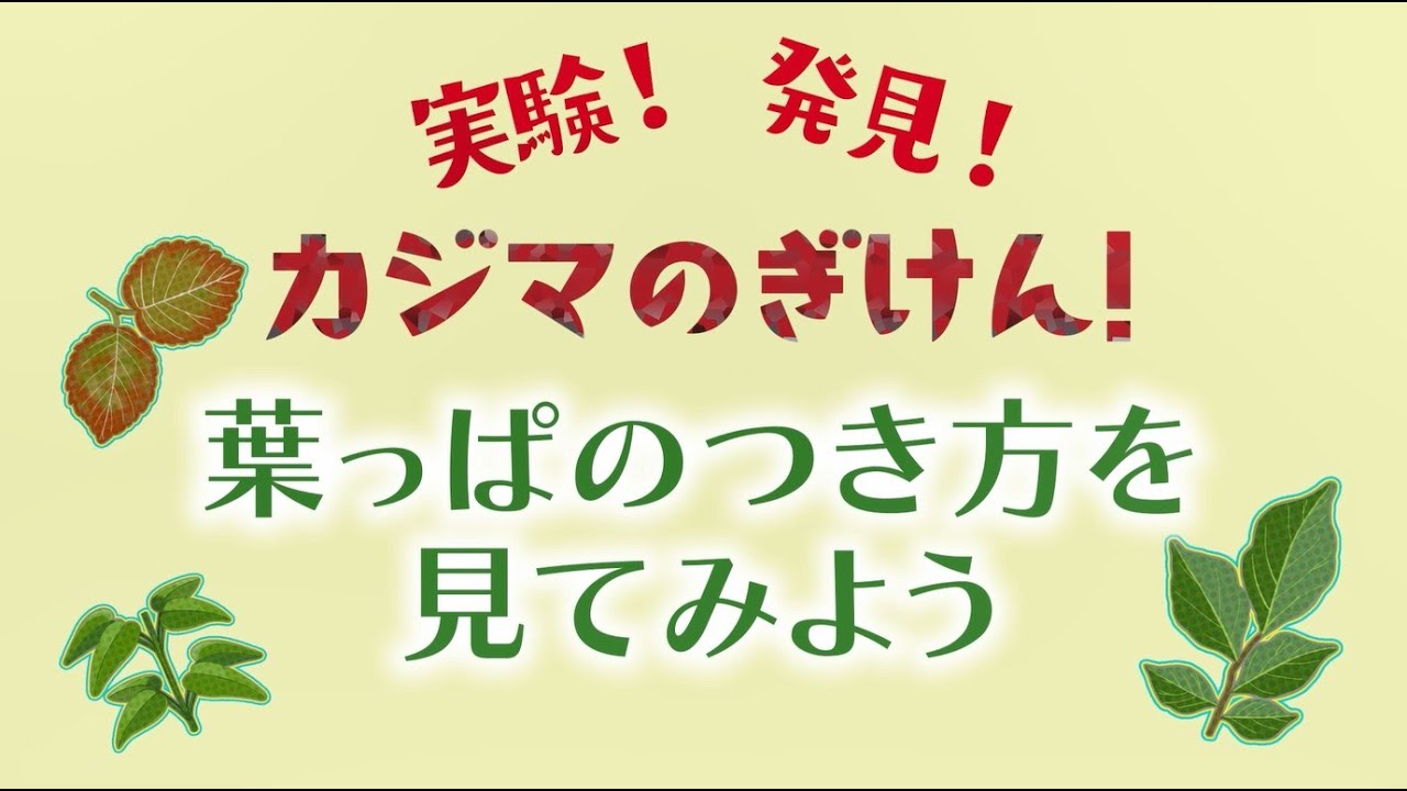 葉っぱのつき方を見てみよう - YouTube