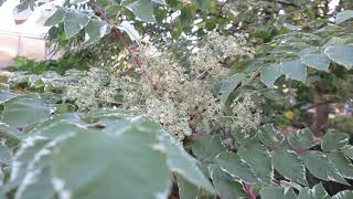 Aralia elata 'Variegata' arálie štíhlá