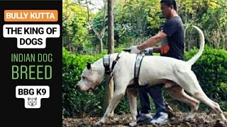 BULLY KUTTA | dog breed(facts) | BBG K9 by BBG K9 152 views 5 years ago 2 minutes, 40 seconds