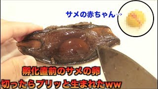 孵化直前の人喰いザメの卵切ったらプリッと生まれたので食べてみた