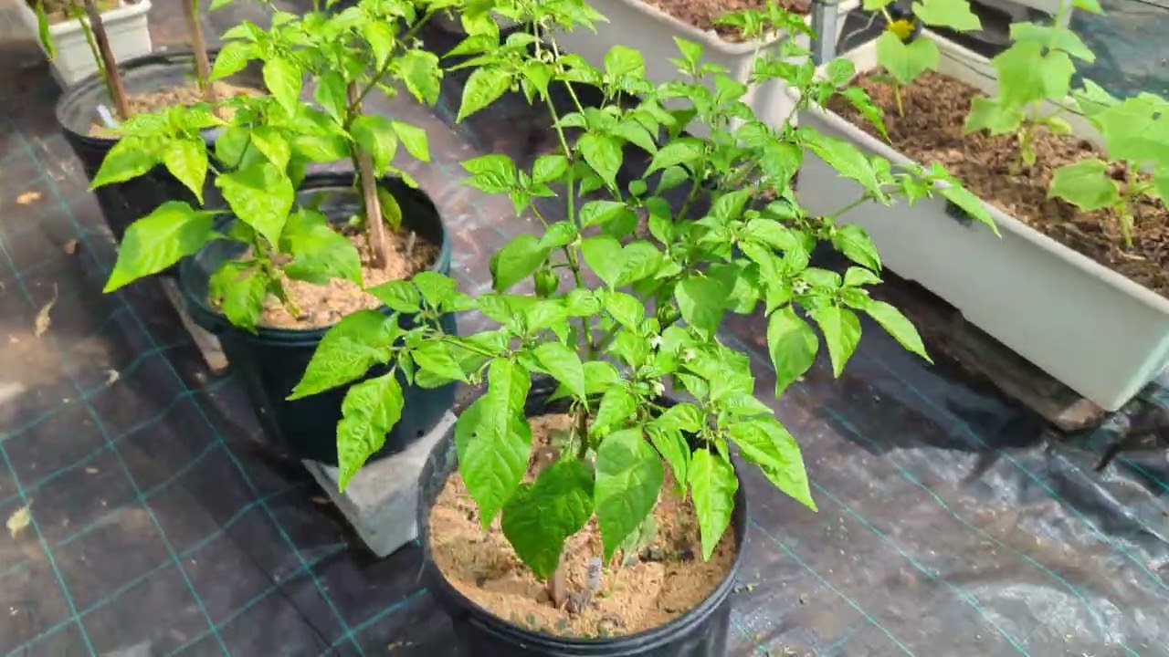 TGIF 😅 LOTS of COOL stuff going on CHECK it out... PURA VIDA 🌴