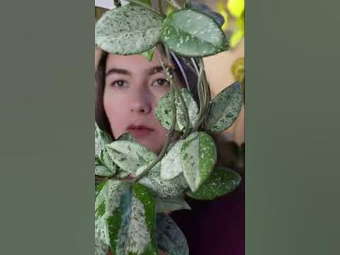 Самые КРАСИВЫЕ ХОЙИ в коллекции | СМОТРИ видео НА КАНАЛЕ | #shortvideo ...