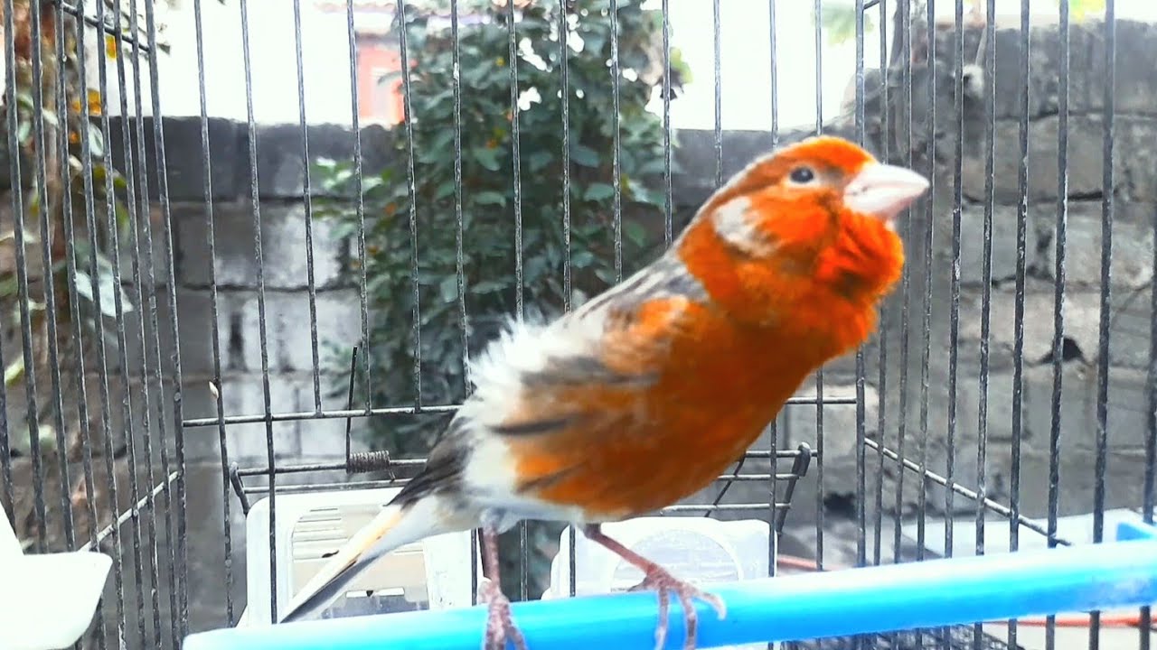 Image showcasing Canary bird singing to motivate and make female and male canaries sing ...