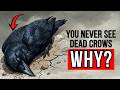 Why You Rarely See a DEAD CROW - The Secret Method That Crows Use When Dying