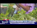 極端氣候下農業轉型! 雲林智慧溫室導入自動化 年省15人力產量翻4倍｜十點不一樣20260731 @TVBSNEWS02