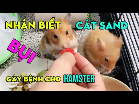 Video THAY CHUỒNG MỚI CHO CHUỘT HAMSTER BEAR VÀ CÁCH NHẬN... - youtube