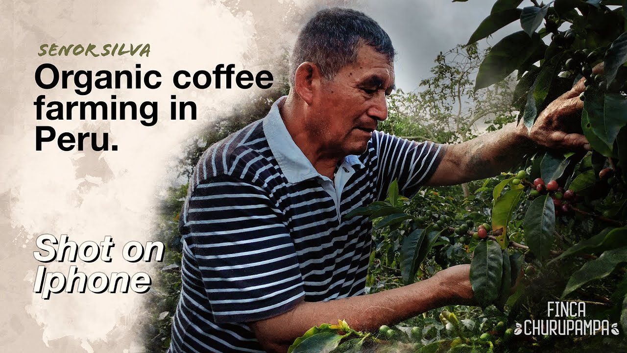 Organic Coffee Farming with Señor Silva from Finca Churupampa in Peru | Shot in 4K on iPhone