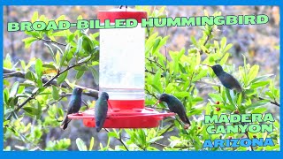 Broad-Billed Hummingbird Madera Canyon 2024