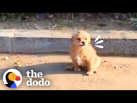 Video: Shiba šuniukas susiduria su baseinu pirmąkart ir negali daryti