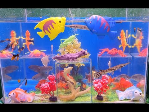 Video Tổng hợp Cá Cảnh đẹp và động vật dể thương, cá sấu, cá... - youtube