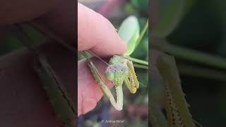 Why mantis always stare at you