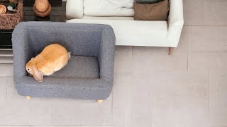 Bunny Likes His Sofa Until He Discovers He Can Fit Under Our Sofa