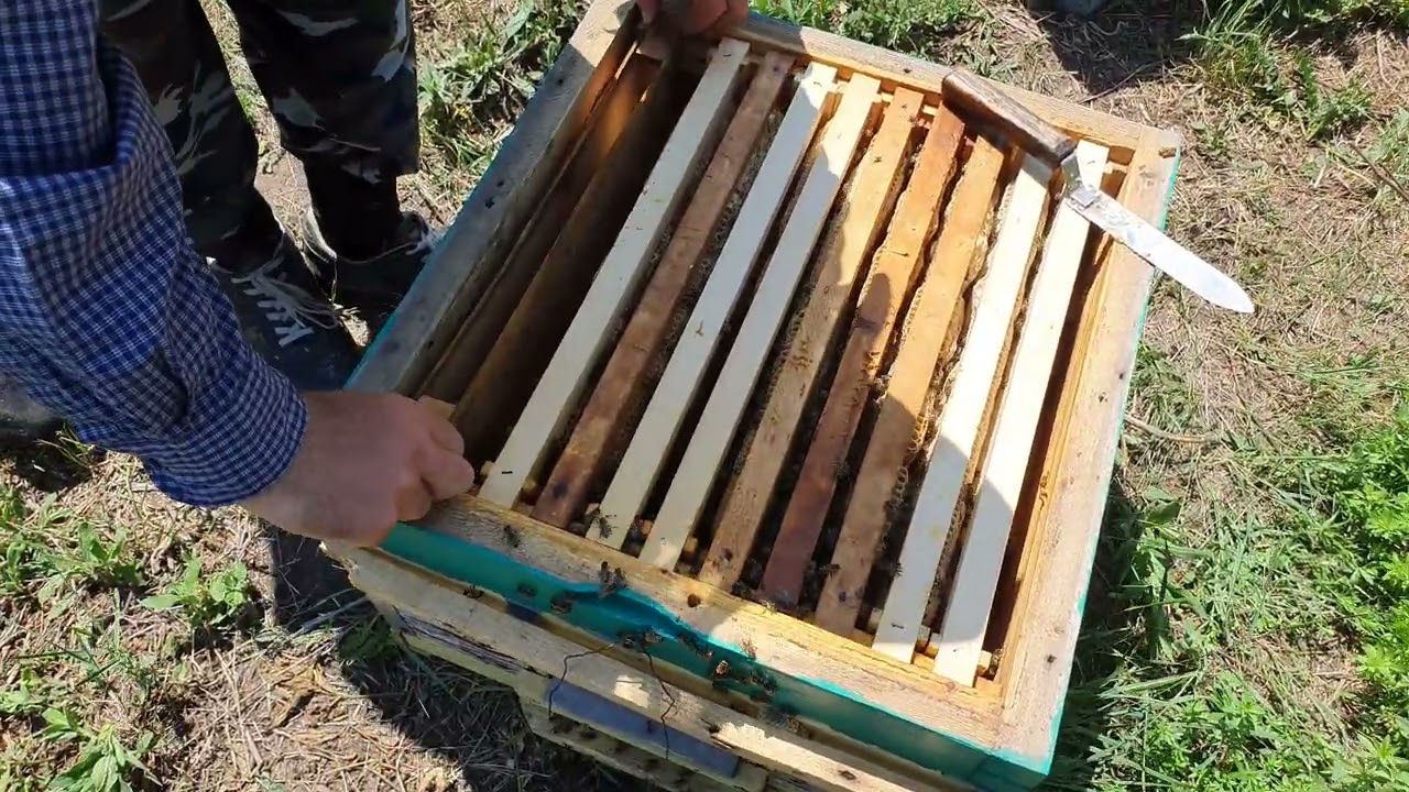 (03.06.2022) CUM SCĂPĂM DE VAROA PE CALE NATURALĂ, MAI  RĂSPUNDEM LA INTREBĂRI