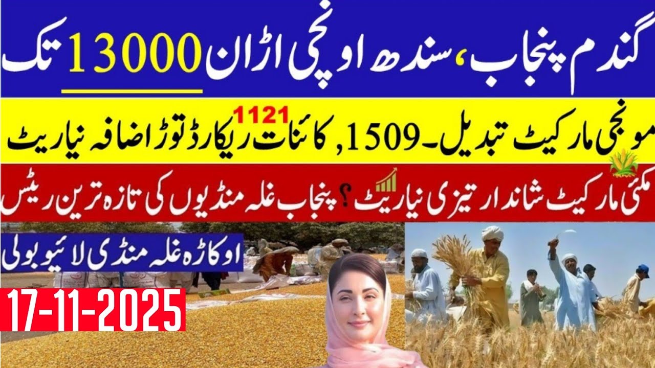 Wheat price in Pakistan/Makki🌽 price today 2025 |Munji rates 2025 ...
