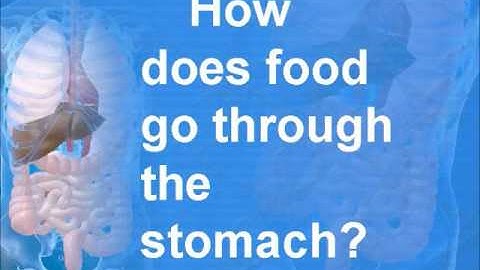 Digestion-class4-NSO,NSTSE