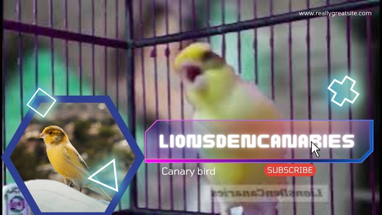 Photo inspiration: Picture Idea: A Special Canary To Seduce All The Canaries The Belgian