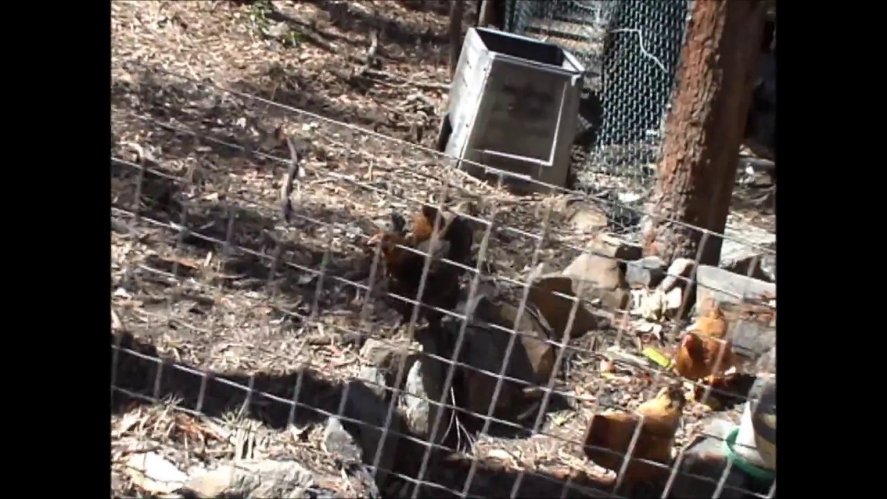 Chookies Shaking it Country'N'Wreck'em Style