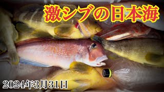 激渋の日本海でライトジギング 【美保湾｜スピネギ｜根魚｜SLJ｜山陰｜鳥取】