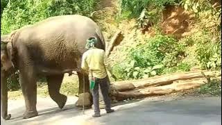 Maiung_(Elephant)_Mphang_sohmo.