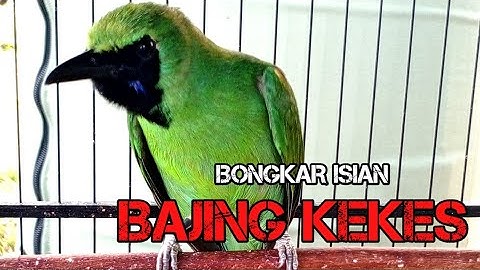 Cucak Ijo Bongkar Isian Bajing Kekes