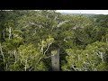 Tane mahuta  the nearly 2000yearold kauri tree  northland  new zealand  4k