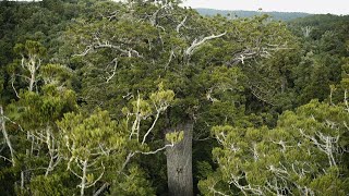 Tane Mahuta - The nearly 2000-year-old Kauri Tree | Northland | New Zealand | 4K