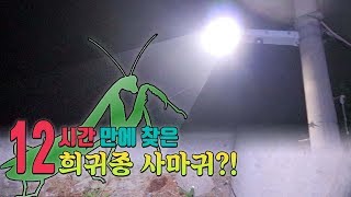 [도깨비] 희귀종 사마귀 12시간만에 찾았다!!어떤 사마귀 일까~?