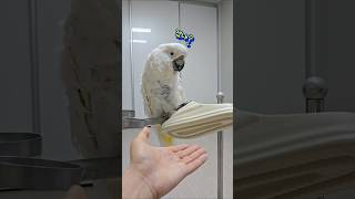 쫄보 주제에.. #parrot #birds #cockatoos