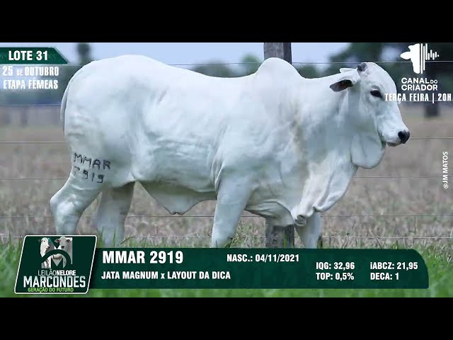 LOTE 31 MMAR 2919